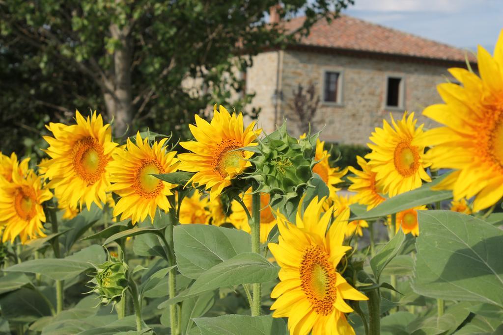 Il Grifone A Cortona Residence Exterior foto